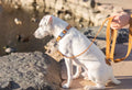 White dog wearing a khaki leather quick-release collar and matching leash, sitting on a lakeside walkway and looking toward the water, with ducks visible in the background.