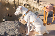 White dog wearing a khaki leather quick-release collar and matching leash, sitting on a lakeside walkway and looking toward the water, with ducks visible in the background.
