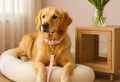 Golden retriever resting on orthopedic dog bed wearing a blush-pink Italian leather collar and leash showing how to choose comfortable dog accessories