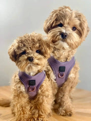 Two small dogs wearing purple no-pull harnesses showcasing designer pet accessories for trendy dogs