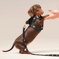 Load image into Gallery viewer, DOGISTRY SoHo Dog Harness - Rockstar