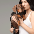 Load image into Gallery viewer, DOGISTRY SoHo Dog Harness - Rockstar