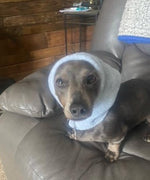 Heather Gray Pup Topper