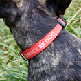 Load image into Gallery viewer, Biothane Service Dog Collar Or Leash