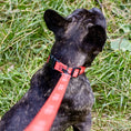 Load image into Gallery viewer, Biothane Service Dog Collar Or Leash