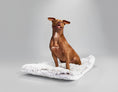 Load image into Gallery viewer, Southlake Paws Arctic Shag Cozy Mat with a brown dog sitting on it, featuring a fluffy white texture and soft design.