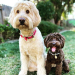 BOW TIE - CANDY SWIRL