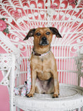 Load image into Gallery viewer, Isabella Dog Leash
