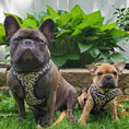 Load image into Gallery viewer, Wild Thing Reversible Harness - Southlake Paws