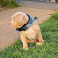 Load image into Gallery viewer, BESTIA DOG SPORT FAST RELEASE COLLAR BLUE