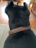 Load image into Gallery viewer, ExionPro Fancy Stitched Padded Leather Dog Collar - Brown Padding