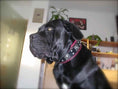 Load image into Gallery viewer, The "Eros" collar 2.5 inch wide black & red