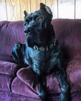 Load image into Gallery viewer, The "Maximus" collar 2.5 inch wide black & silver