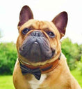 Load image into Gallery viewer, The "Bowtie" collar brown
