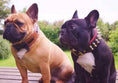 Load image into Gallery viewer, The "Bowtie" collar brown