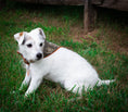 Load image into Gallery viewer, Camo Dog Bandana | - Southlake Paws