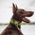 Load image into Gallery viewer, The ''Venom'' collar