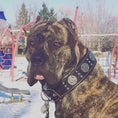 Load image into Gallery viewer, "Maximus Silver" BIG dog SET- Harness - collar - lead. Black