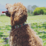 Biarritz Sambboho dog collar