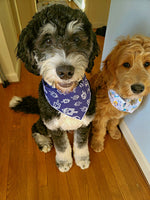 Hanukkah Dog Bandana with Dreidels on Blue Cotton