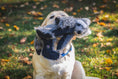 Load image into Gallery viewer, Redwood Raccoon X-Brace™ Plush Dog Toy - image 9