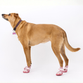 Load image into Gallery viewer, The Kai- Dog Sneaker