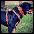 Load image into Gallery viewer, The "Eros" harness brown