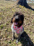 Load image into Gallery viewer, Watermelon Bandana, Floral Bandana, Flower Bandana, Tie Dog Bandana | Spring Bandana | Summer Bandana| Spring Bandanas