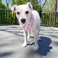 Load image into Gallery viewer, Birthday Bandana | Birthday Girl Bandana | Birthday Dog Bandana | Happy Birthday Bandana - Southlake Paws