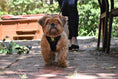 Load image into Gallery viewer, Black Dog Leash by EcoBark - Comfort Grip Padded Leash - 5ft for Small and Medium Dogs