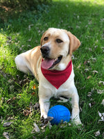 Valentine Bandana, Plaid Bandana, Flannel Bandana, Winter Bandana, Burgundy Houndstooth