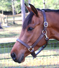 Load image into Gallery viewer, GHC Triple Stitch Halter
