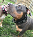 Load image into Gallery viewer, The "Maximus Silver" leash