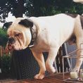 Load image into Gallery viewer, The "Maximus Silver" leash