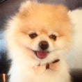 Load image into Gallery viewer, COLLAR - LUSCIOUS BOW