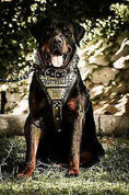 Load image into Gallery viewer, The "Metal" harness- Personalized!