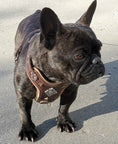 Load image into Gallery viewer, The ''Aztec'' harness Brown Small to Medium Size
