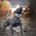 Load image into Gallery viewer, The "Metal" collar White & Gold- personalized!