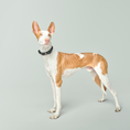 Load image into Gallery viewer, DOGISTRY City Collar - Rockstar
