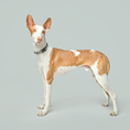 Load image into Gallery viewer, DOGISTRY City Collar - Steel