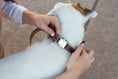 Load image into Gallery viewer, Bestseller Quick-Release Chocolate Leather Dog Collar with Metal Buckle