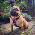 Load image into Gallery viewer, The "Bowtie" leather harness brown Small to Medium Size