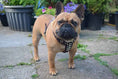 Load image into Gallery viewer, The "Rocky" studded leather harness Small to Medium Size