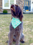 Load image into Gallery viewer, St Patrick's Day Bandana | St Paddy | Drinkin Buddy
