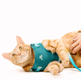 Load image into Gallery viewer, Joey Cat Harness & Leash Set
