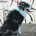 Color Depositing Shampoo Blue 17oz by Opawz