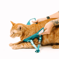 Load image into Gallery viewer, Joey Cat Harness & Leash Set
