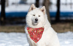 Christmas Bandana | XMAS Bandana | Holiday Bandana | Poinsettia | Dog Bandana