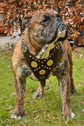 Load image into Gallery viewer, The "Maximus" brown harness