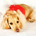 Load image into Gallery viewer, HARNESS - MELTING HEARTS